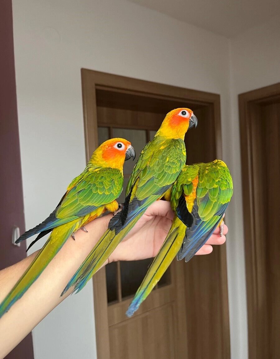 Бок жейтін әйелдердің порнографиялық суреттері