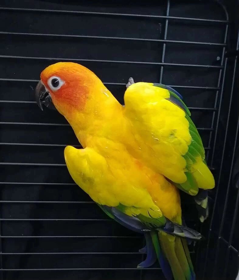 Житомир жыныстық қатынасқа түсуші әйел