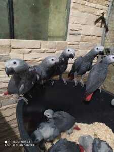 Папуги жако — одні з найпопулярніших видів домашніх птахів.