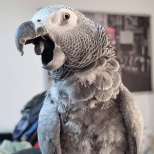 Папуга жако - це розумний, соціальний і дуже балакучий папуга