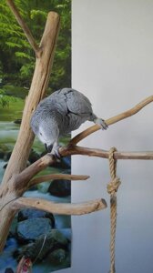 Папуга жако - сірий птах з інтелектом 5-річної дитини