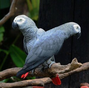 Папуга Жако - символ радості та позитиву