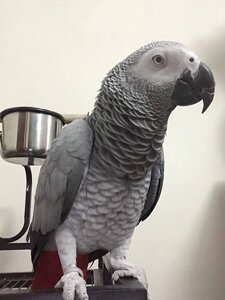 Високоінтелектуальний сірий папуга Жако