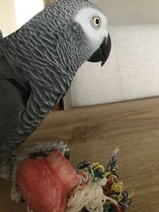 Жако вважаються найталановитішими папугами