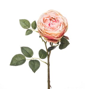 Штучна троянда Девід Остін піоновидна, 1 голова, персик