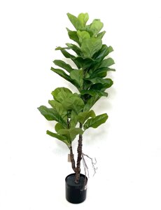 Фікус Лірата (Ficus lyrata) штучна кімнатна рослина висотою 1 м 20 см у горщику