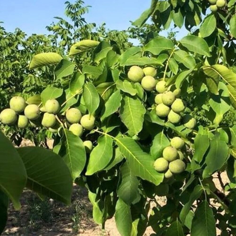 Саджанці грецького горіха Іван Багряний - 1-річний - замовити