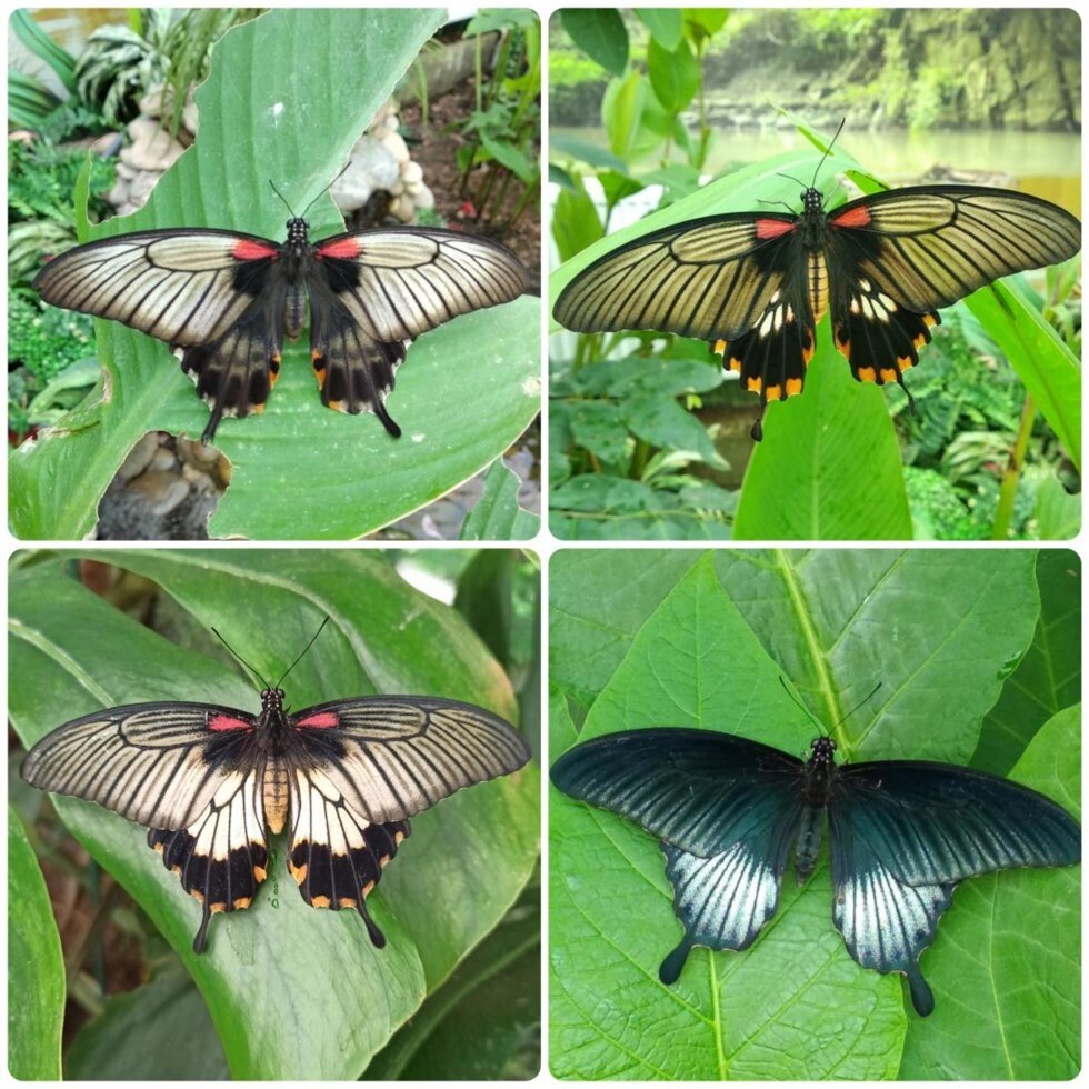 Живий тропічний метелик Papilio lowi - огляд