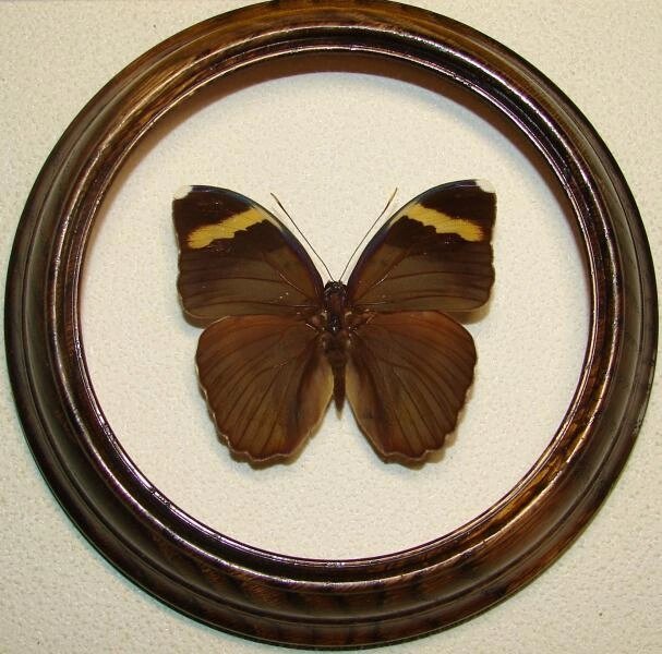 Сувенір - Метелик в рамці Euphaedra spatiosa - розпродаж