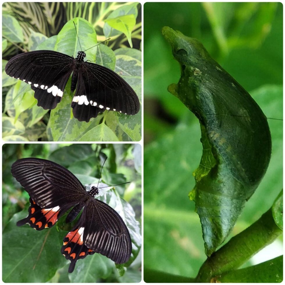Лялечка метелика Papilio polytes - огляд