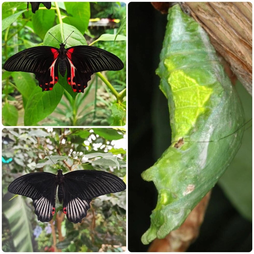 Лялечка метелика Papilio rumanzovia - відгуки