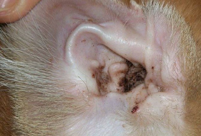 Какие особенности и лечение ушного клеща у кошек - Интернет Ветаптека 7  слонов