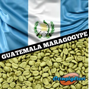 Зелений зернової кави "марагоджип гватемала", арабіка 100%еліт)