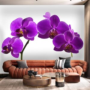 Флізелінові шпалери квіти "Фіолетові орхідеї"