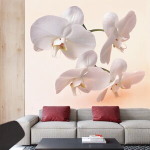 Фотошпалери з квітами "Ніжні орхідеї"
