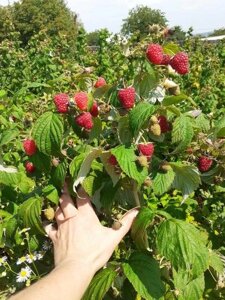 СОРТОВІ саджанці малини Джоан Джей, поляна, полана/саджанці малини/оптом