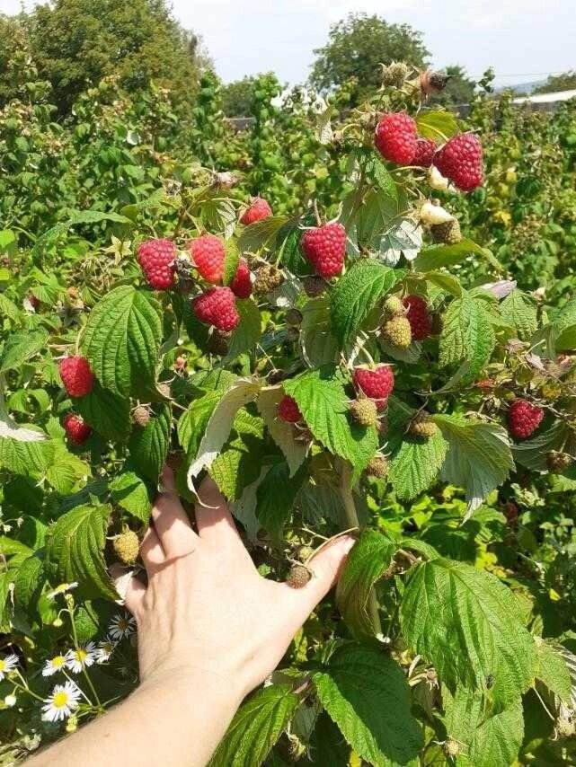 СОРТОВІ саджанці малини Джоан Джей, поляна, полана/саджанці малини/оптом від компанії Artiv - Інтернет-магазин - фото 1