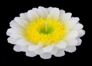 Свічка - біла квітка хризантема