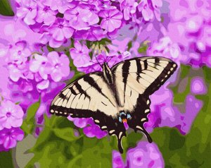 GX 27423 Метелик в кольорах Картина за номерами на полотні 40х50см без коробки, в пакеті