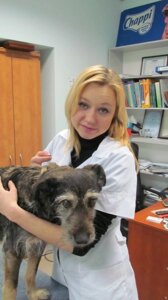 Оперативне лікування піометри у собак
