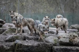 Wolf - Grey Wolves (Постер)