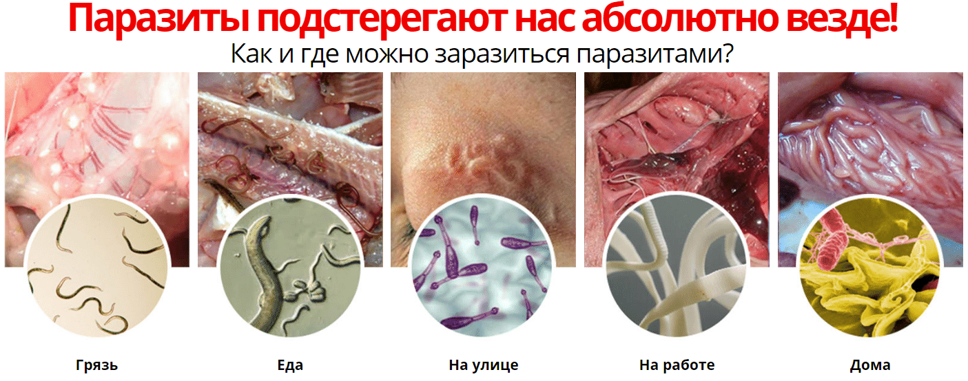 Эко Анти Токсин