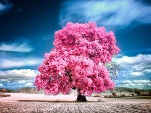 Ефірна олія рожевого дерева 5 мл