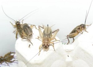 Банановий цвіркун, Цвіркуни корм для ящірки і ін. вихованців