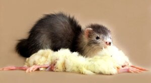 Курчата - курчата для тварин (добові)