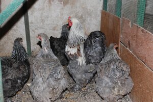 Курчата Кохінхін чорні і мармурові кури