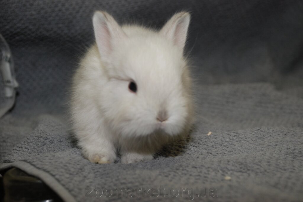 Декоративні кролики - добрі, грайливі і привітні домашні улюбленці від компанії Універсальний магазин - фото 1