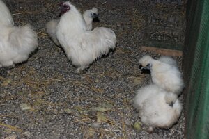 Декоративні пухові ( шкові ) кури