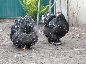 Карликові кури кохінхіни