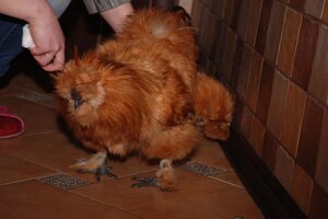 Китайські пухові кури, різнокольорові міні курочки