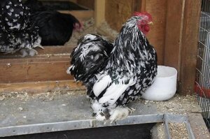 Кохінхіни чорні і мраморні кури