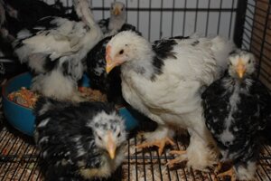 Курочки Кохінхін, курчата 1,5-2 міс