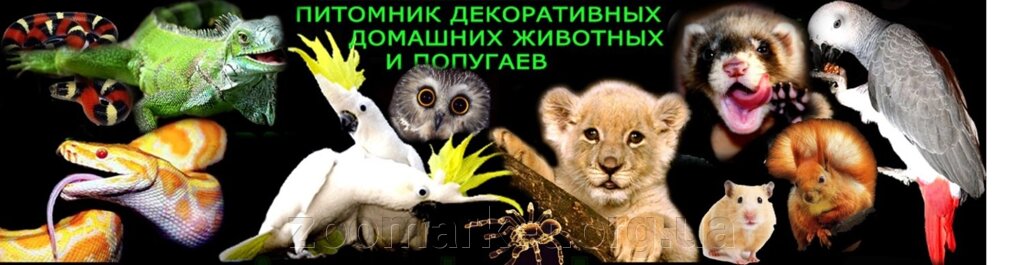 Оренда екзотичних звірів і птахів від компанії Універсальний магазин - фото 1