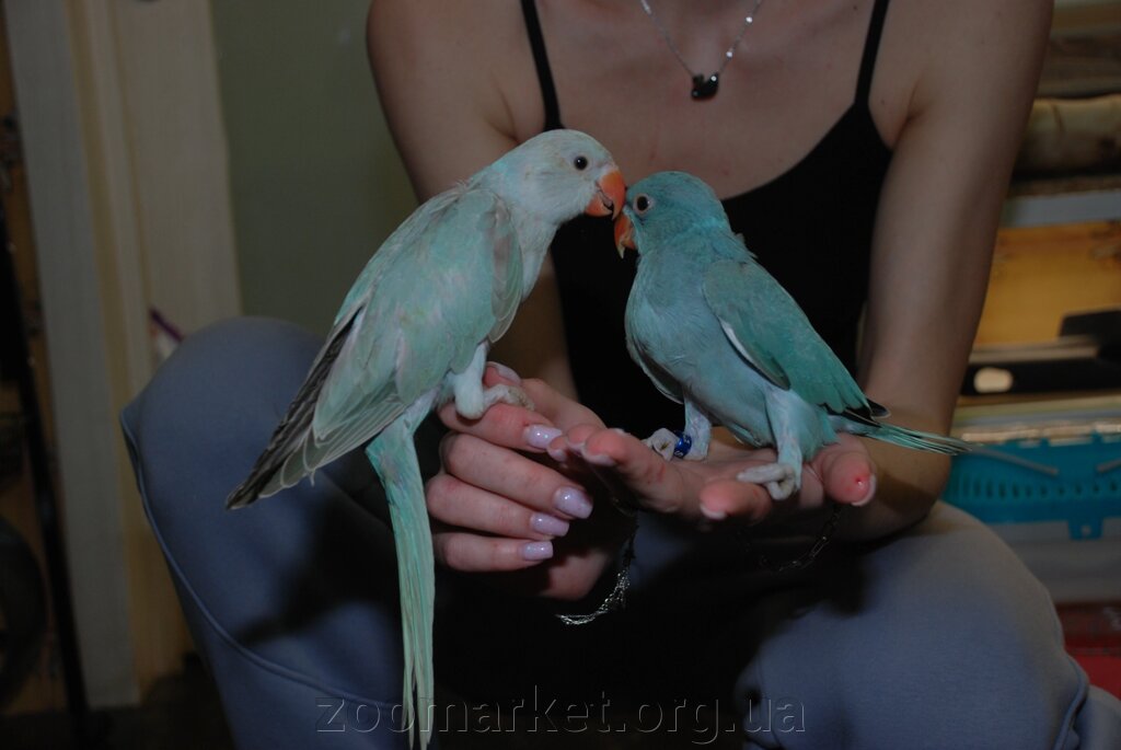 Папужка Ожереловий блакитний та синій ручний папуга від компанії Універсальний магазин - фото 1