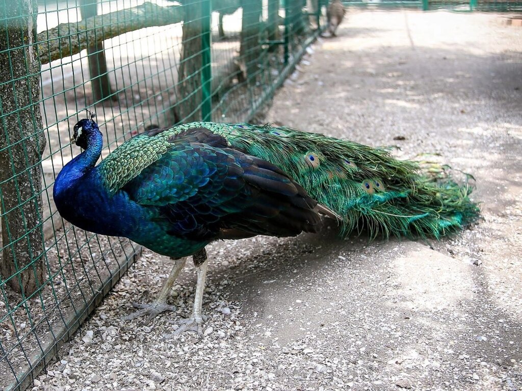 Павич черноплечий pavo cristatus nigripennis від компанії Універсальний магазин - фото 1