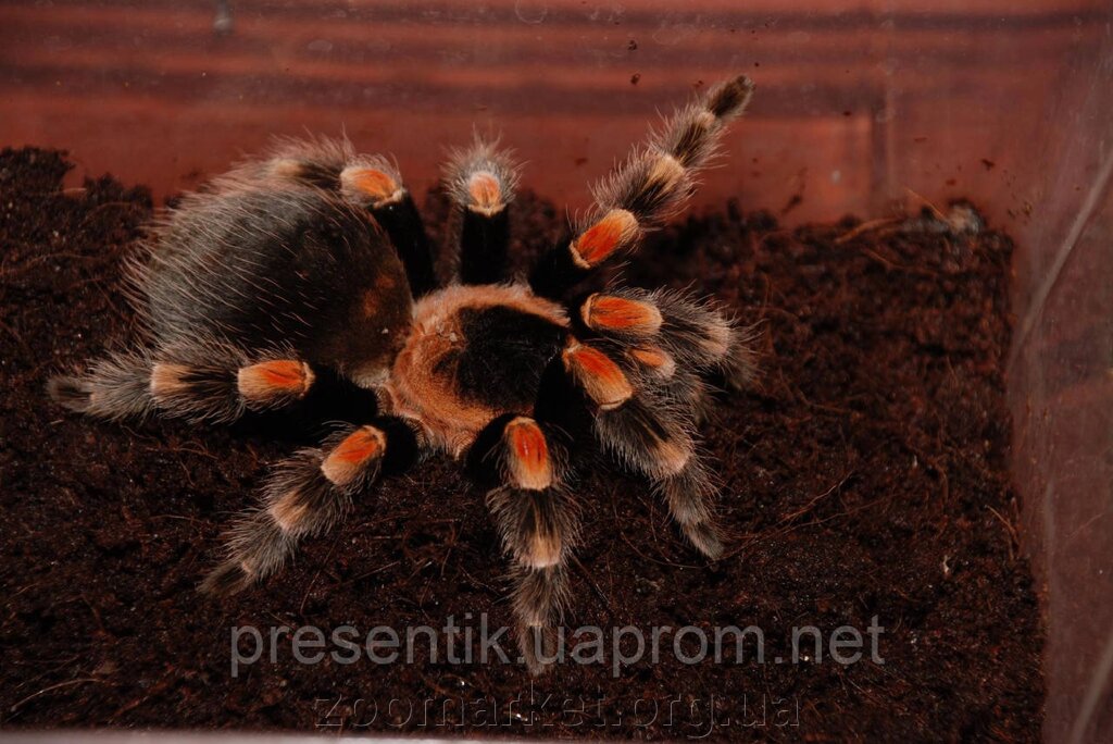 Павук птахоїд Брахіпельма Сміті (лат. Brachypelma smithi) 3-8 см. від компанії Універсальний магазин - фото 1