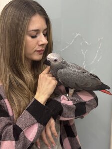 Ручні папуги Жако, сірий папуга Жако червонохвості малюки