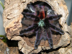Павук птахоїд Авікулярія Версиколор, різнобарвний яскравий павук, крупний самець