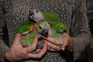 Розмовляючий папуга Амазон Синьолобий, ручні пташенята