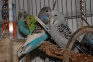 Молоденькі папужки чехи різних забарвлень