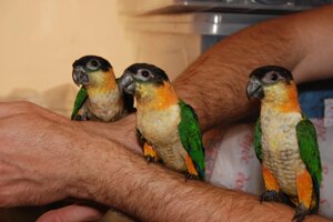 Ручний папуга каик білявий, малюки