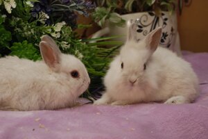 Декоративний МІНІ карликовий кролик - голандський міні кролик, різні забарвлення торчевухі маленькі вушка