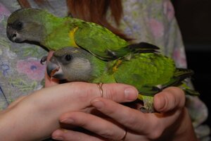 Сенегальський папуга, ручні малюки