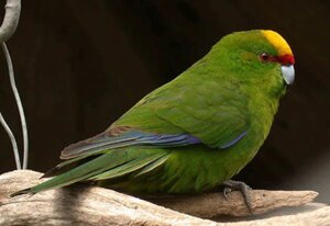 Стрибучий папуга або какарик - пташенята різного забарвлення