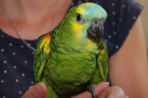 Говорящий Амазон Синєлобий - Амазонський папуга - "зелений жако"