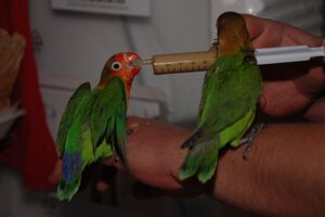 Ручні папуги докормиші - Нерозлучник Фішера і зелений рожевощокий. Будь-який з них може стати подарунком
